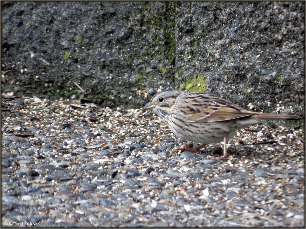 Lincoln's Sparrow - K & K Pritchard