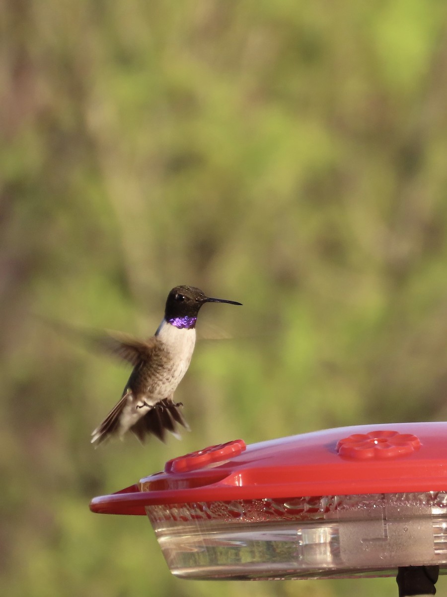 Black-chinned Hummingbird - Carol Comeau