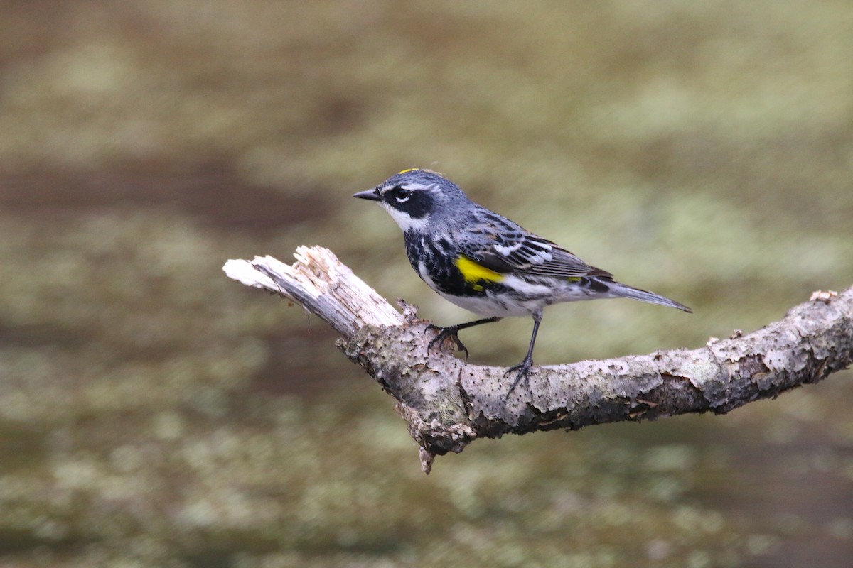 Yellow-rumped Warbler - Devin Griffiths