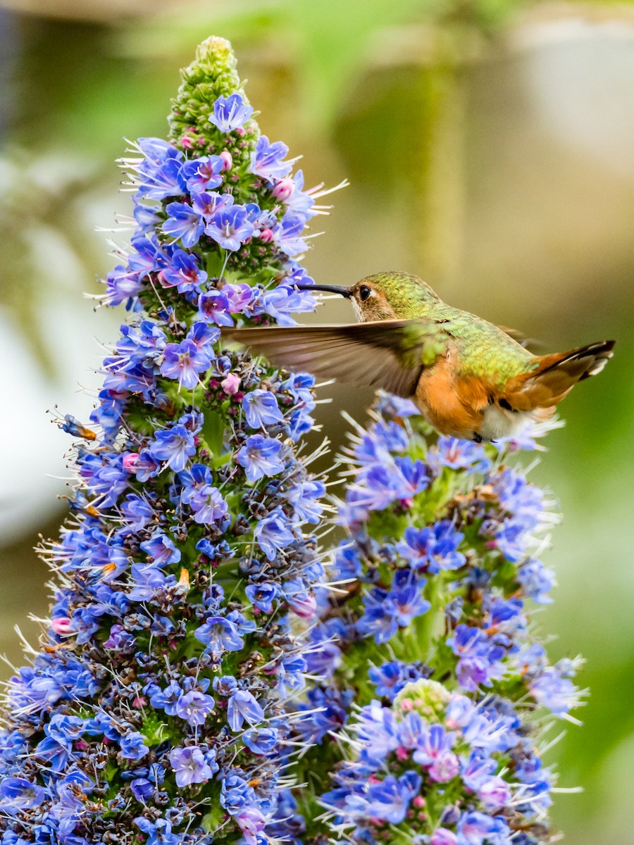 Allen's Hummingbird - Mike Greenfelder