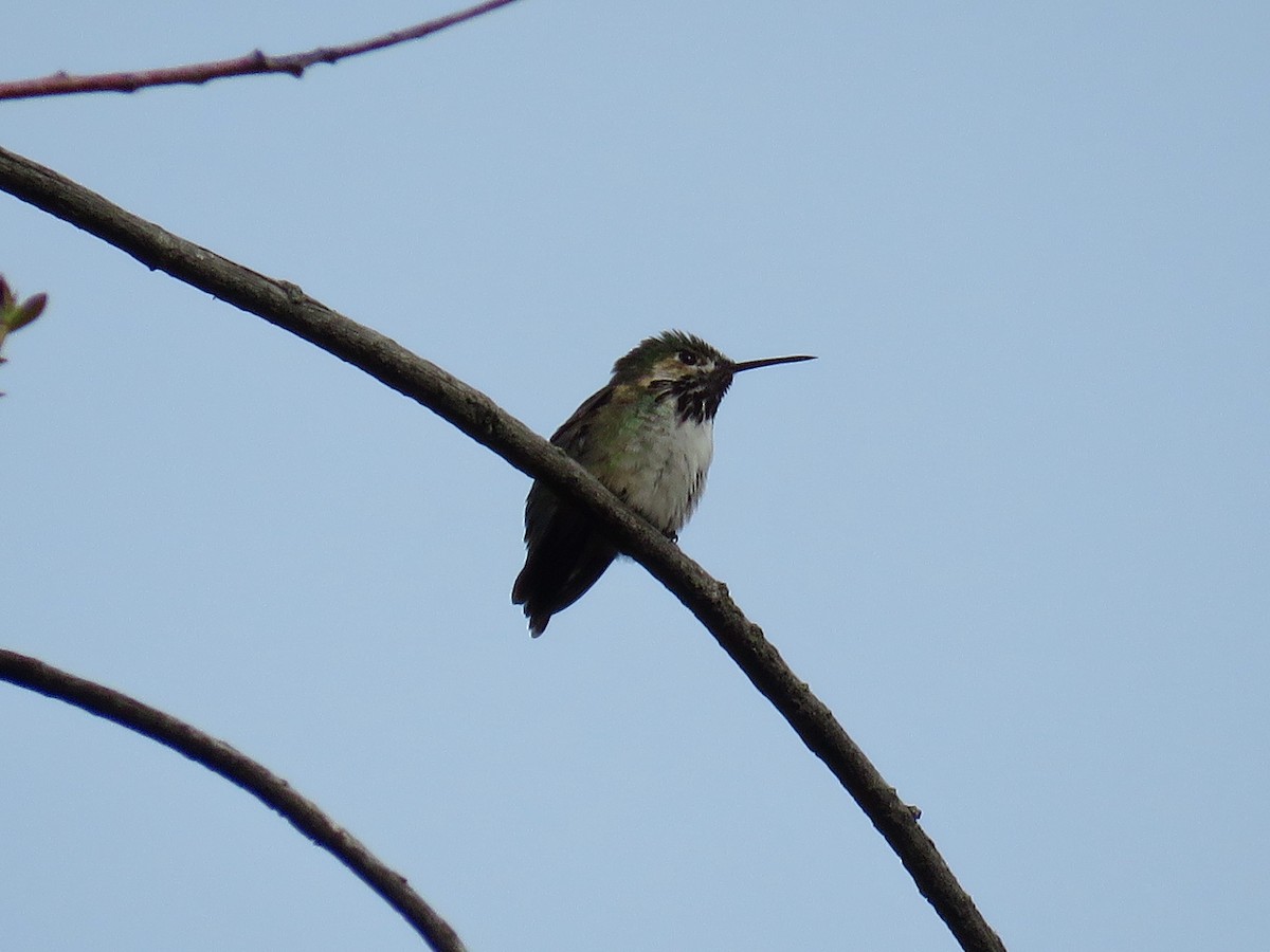 Calliope Hummingbird - Nick Swan