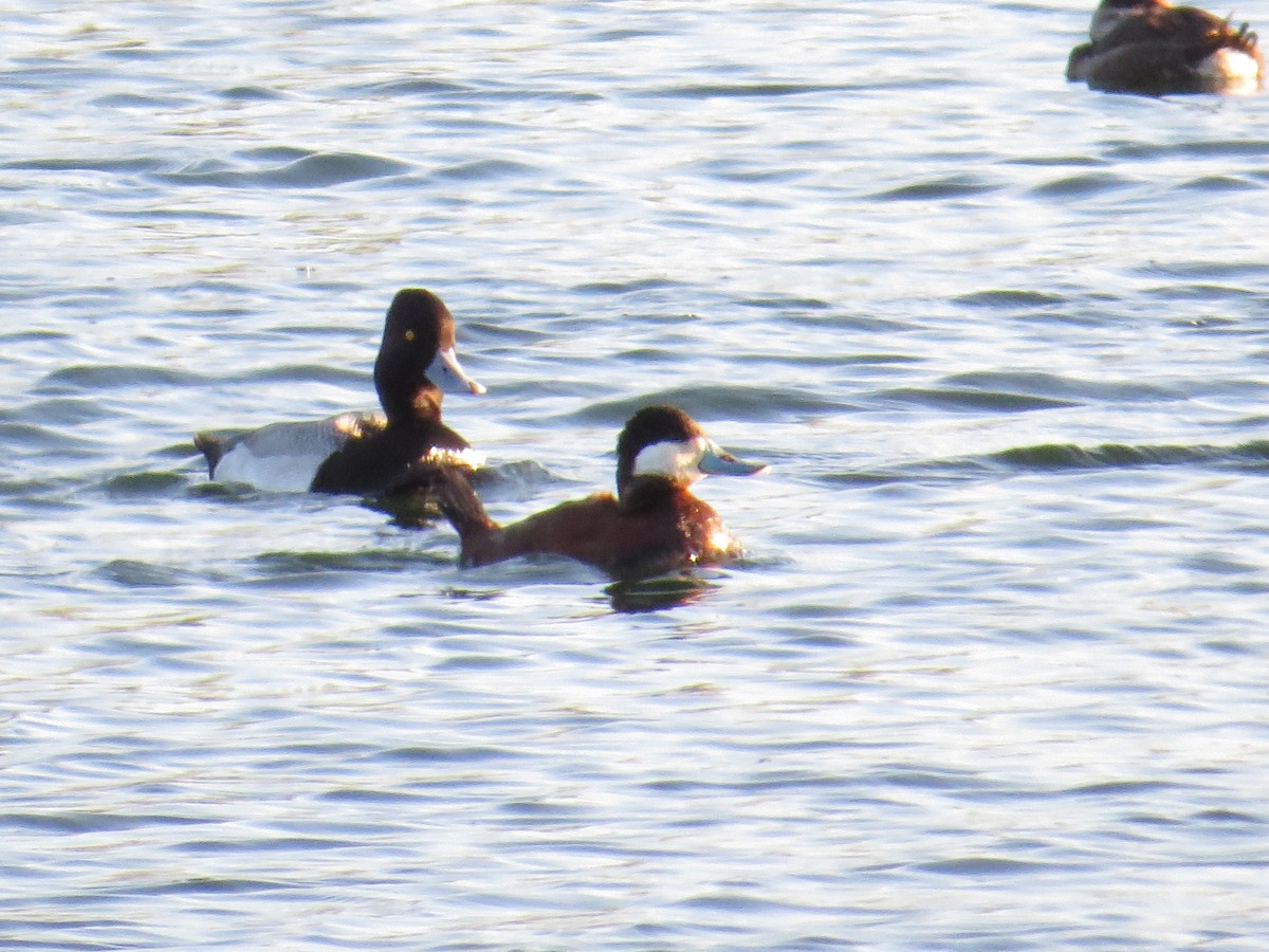 Lesser Scaup - Hauns Froehlingsdorf