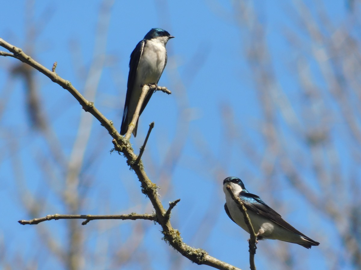 Tree Swallow - Pam Spring