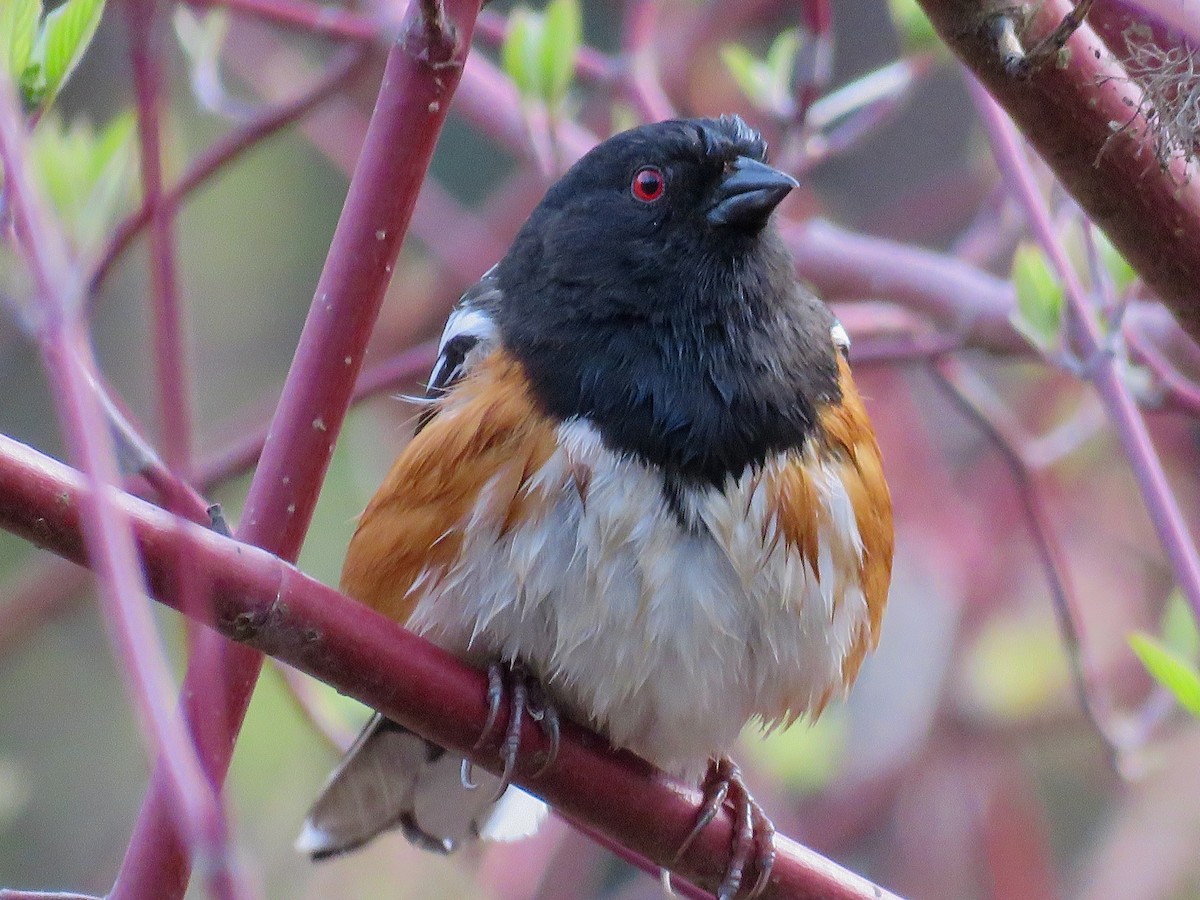 Spotted Towhee - ML152684341