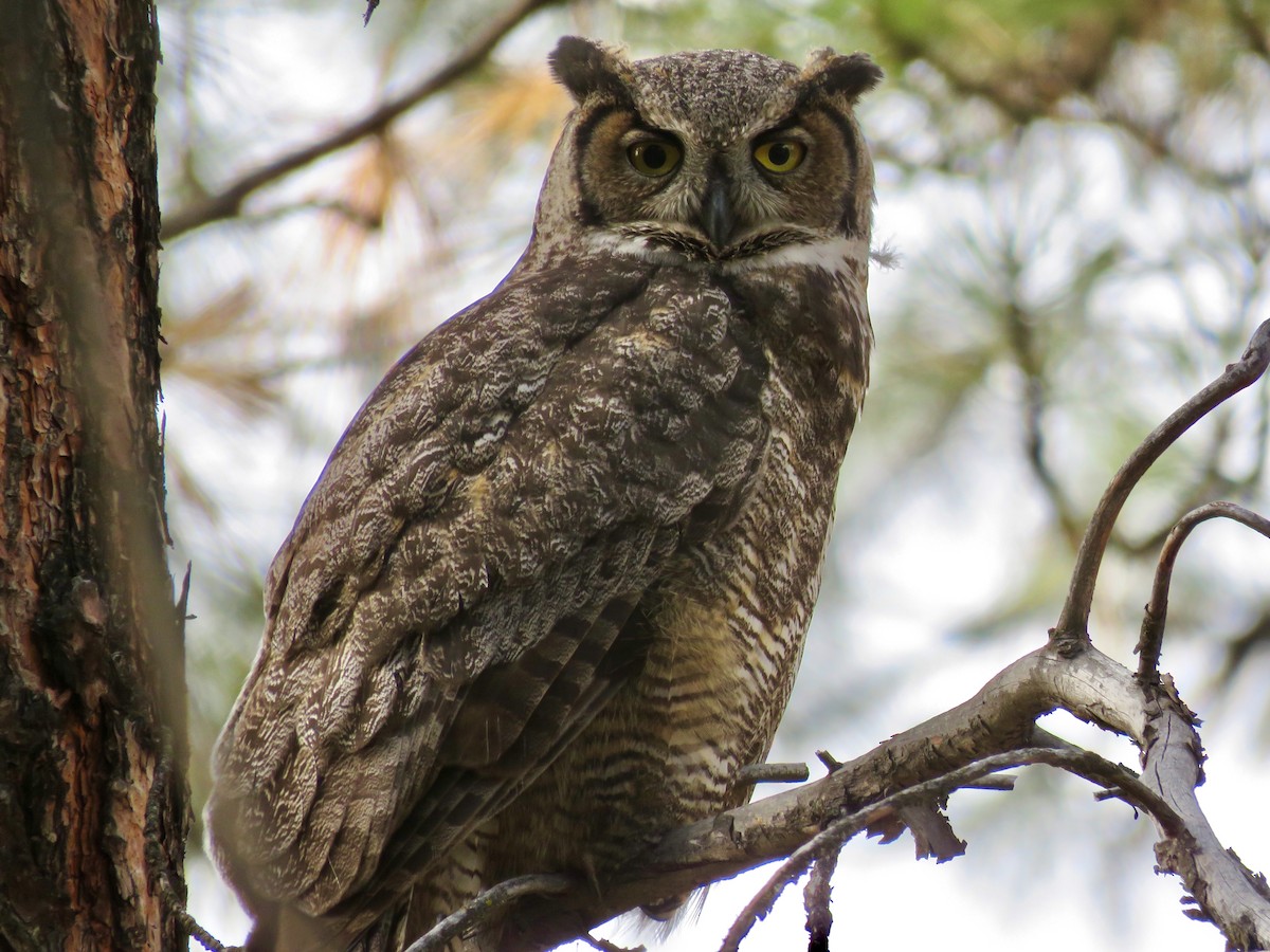 Great Horned Owl - ML152684391