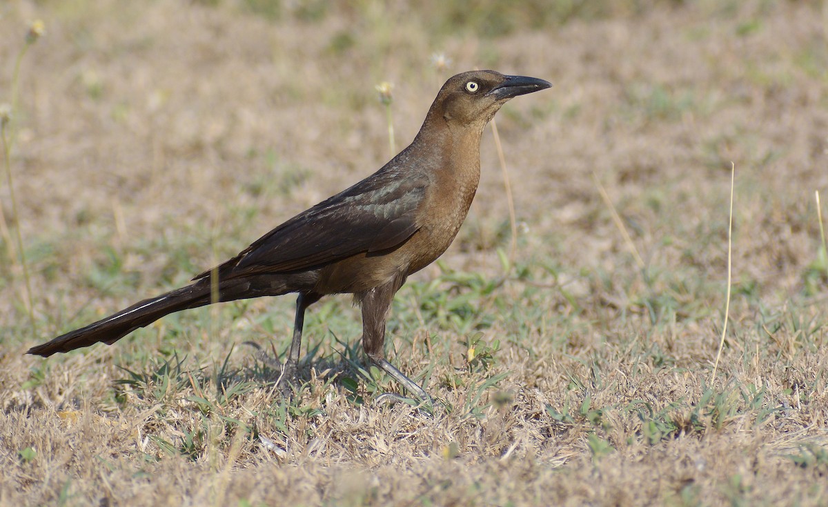 Great-tailed Grackle - ML152684931