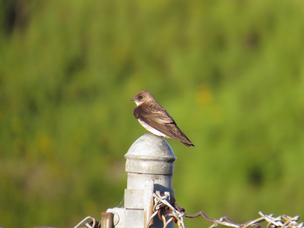 Northern Rough-winged Swallow - Hauns Froehlingsdorf