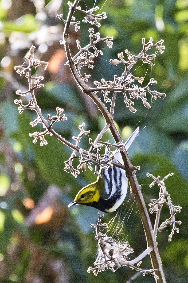Black-throated Green Warbler - Ernst Mutchnick