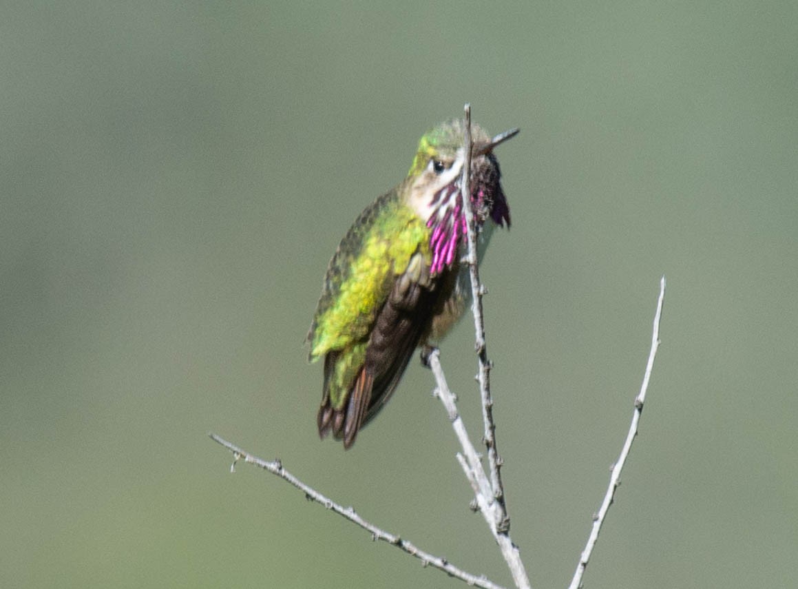 Calliope Hummingbird - ML152686671
