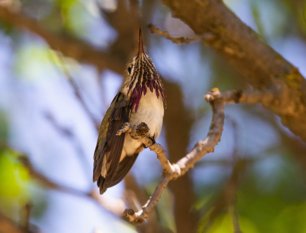 Calliope Hummingbird - Vicki Robinson