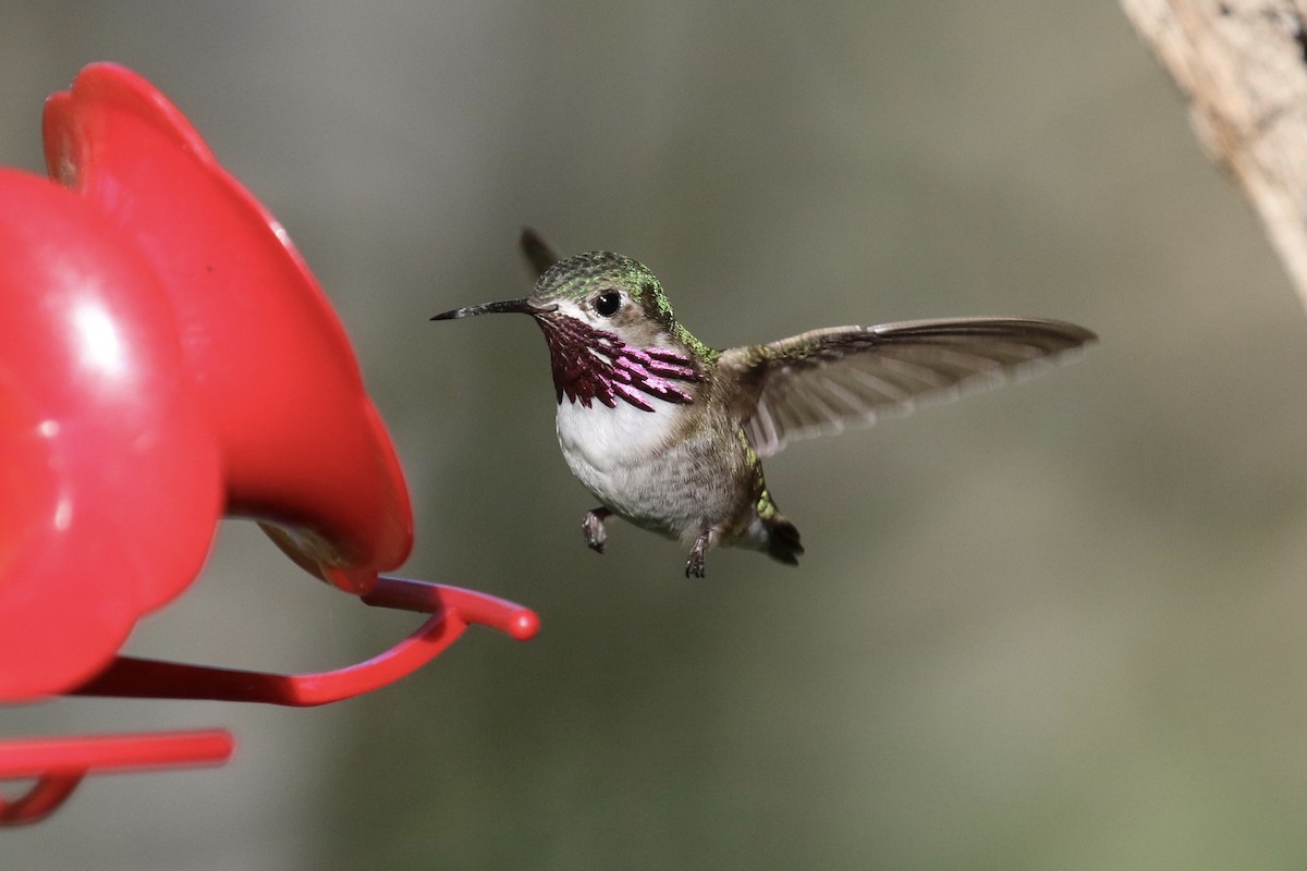 Calliope Hummingbird - Russ Morgan