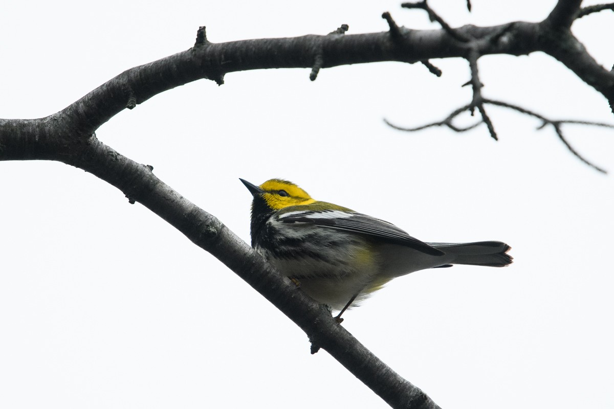 Black-throated Green Warbler - Ryan Griffiths