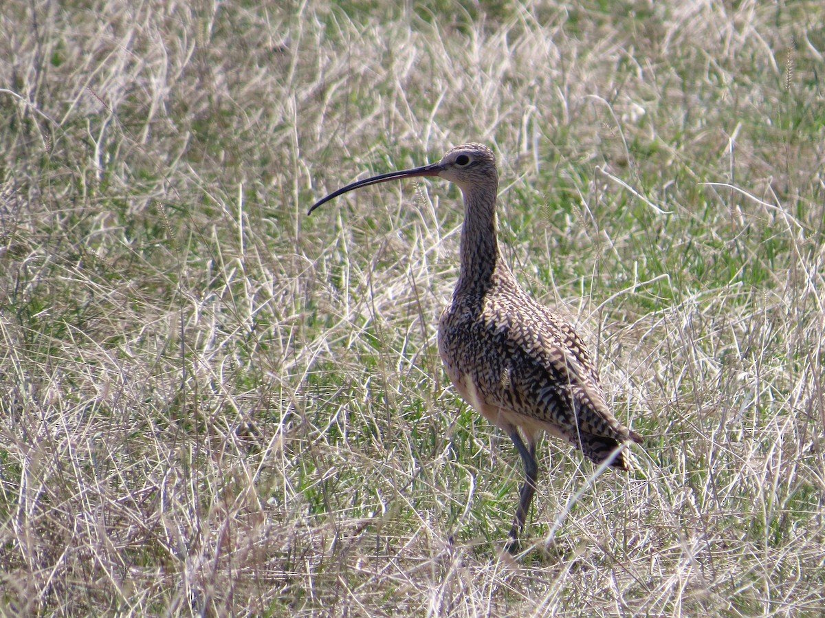 Long-billed Curlew - Chris Anderson
