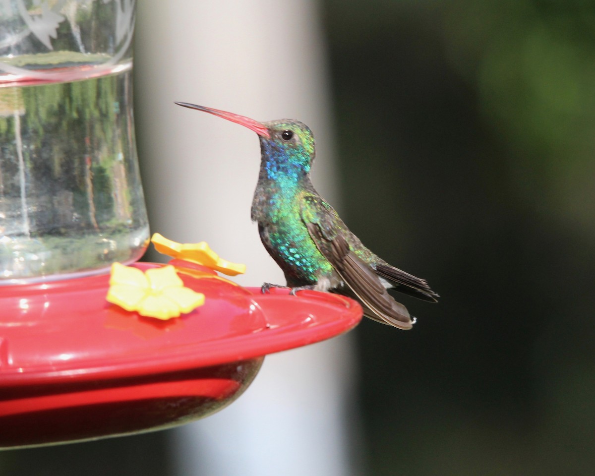 Broad-billed Hummingbird - ML152688101