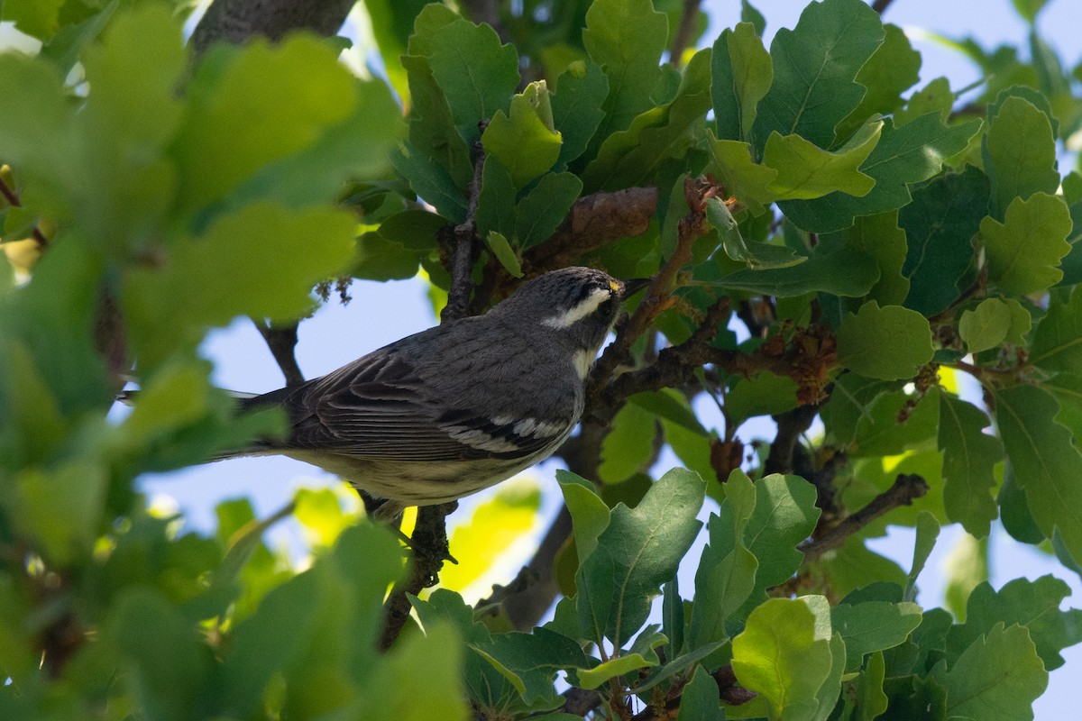 Black-throated Gray Warbler - Liz West