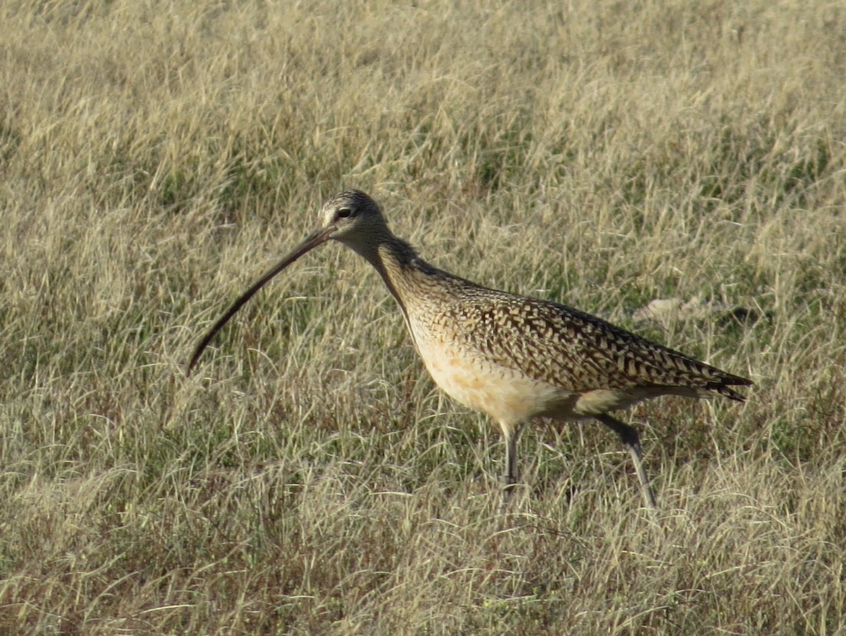 Long-billed Curlew - Chris Anderson