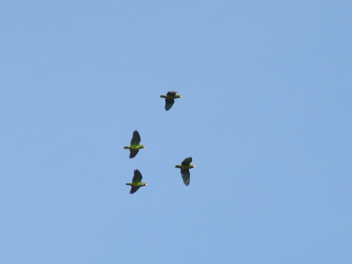 White-fronted Parrot - ML152689021