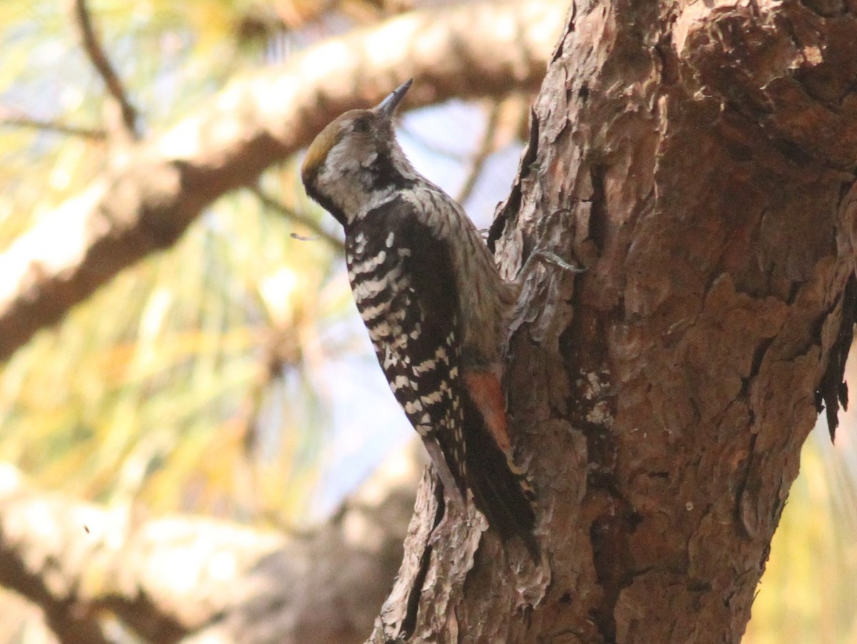 Brown-fronted Woodpecker - Paul Bourdin