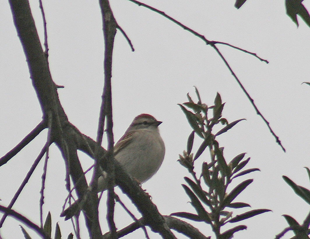 Chipping Sparrow - ML152689771