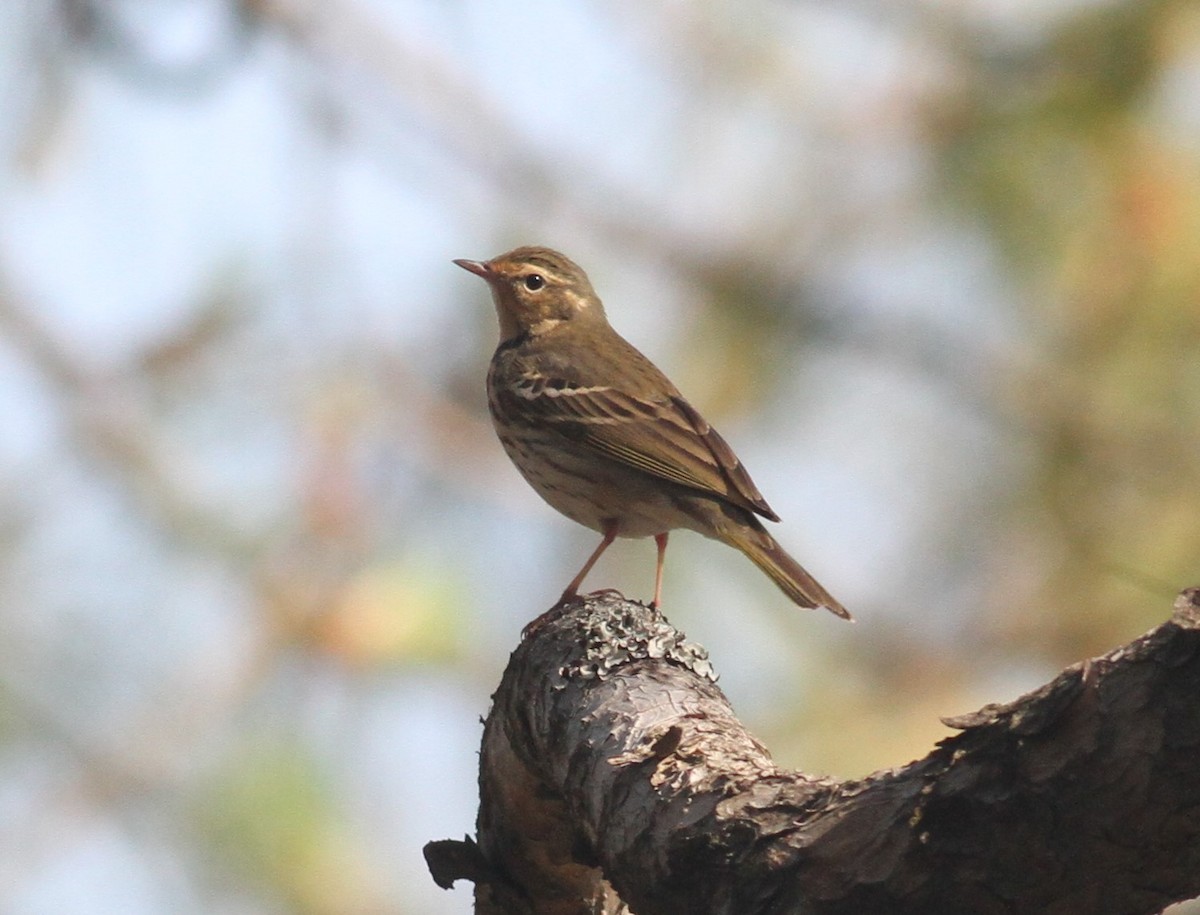 Olive-backed Pipit - ML152691971