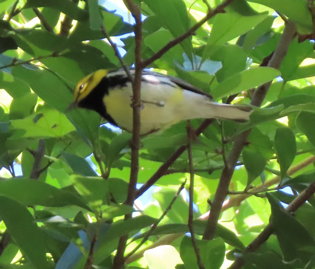 Black-throated Green Warbler - Dave Bowman