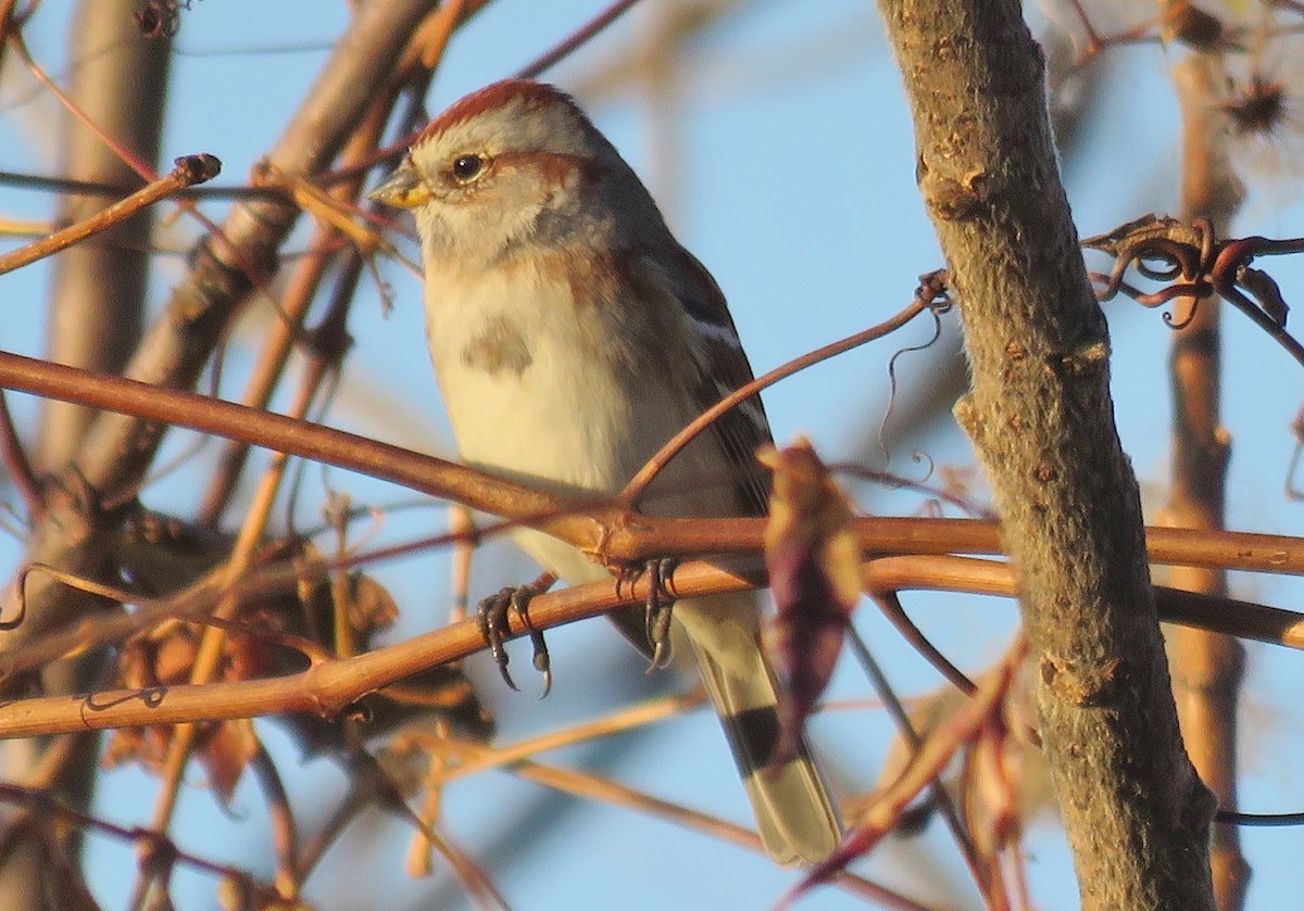 American Tree Sparrow - Theresa Gessing