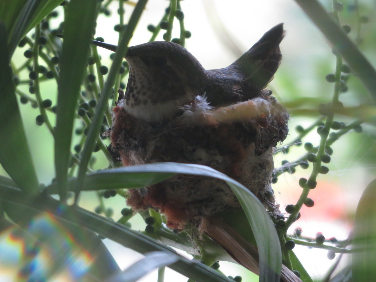 Allen's Hummingbird - brian ibenthal