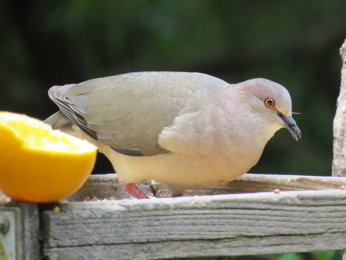 White-tipped Dove - Kenneth Bader