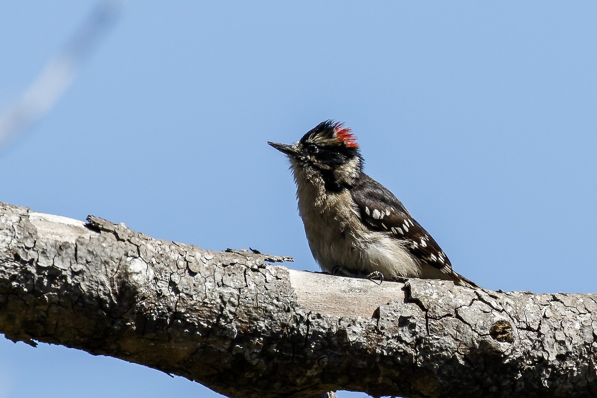 Downy Woodpecker - ML152696821