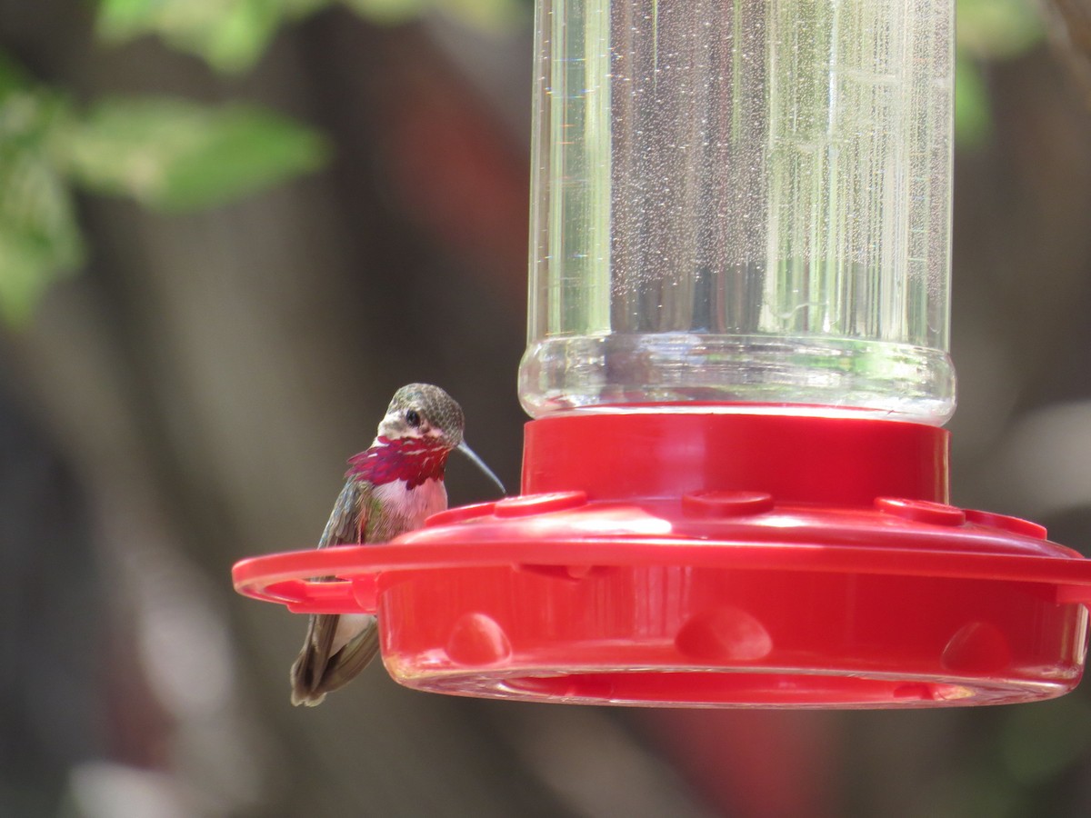 Calliope Hummingbird - ML152696891