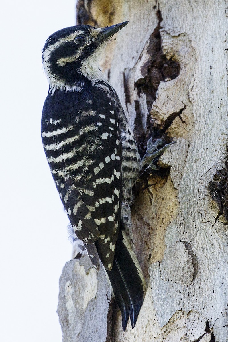 Nuttall's Woodpecker - ML152697331