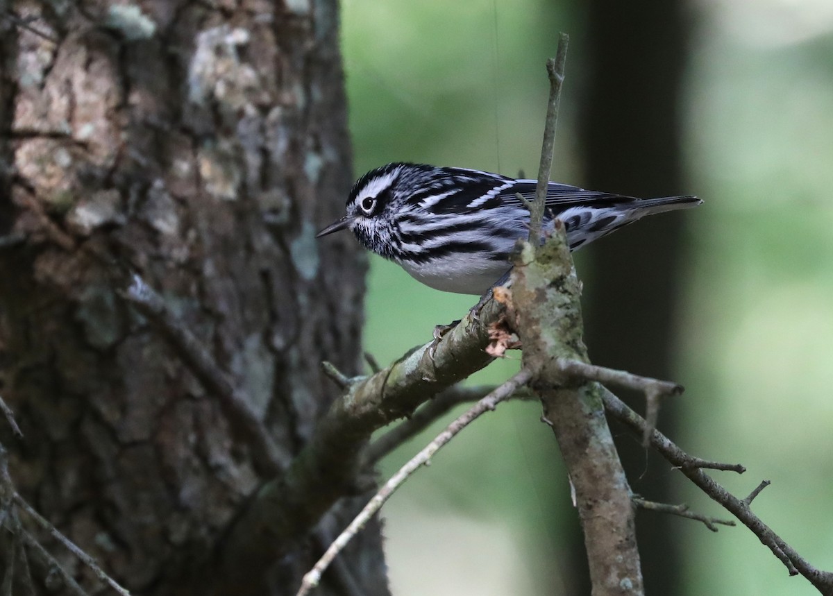 Black-and-white Warbler - ML152697801