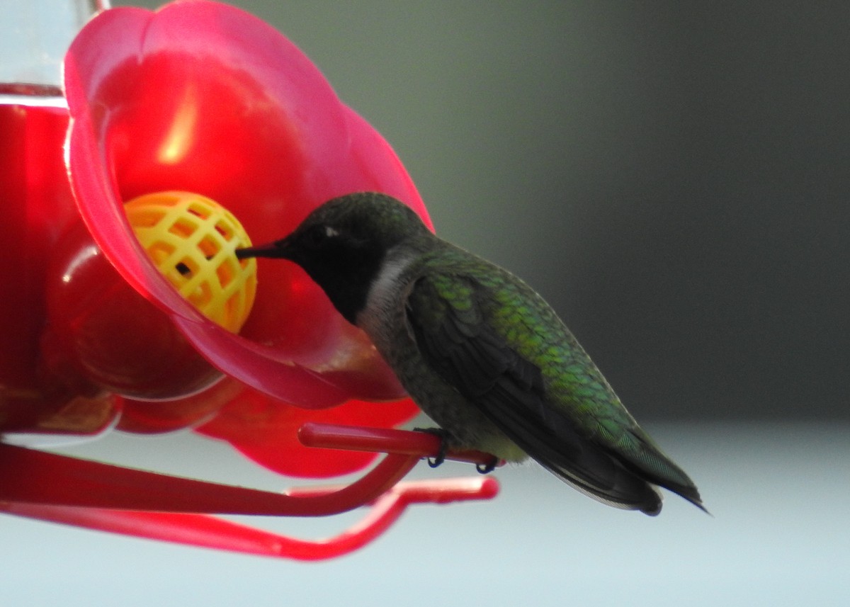 Black-chinned Hummingbird - Barbara Peck