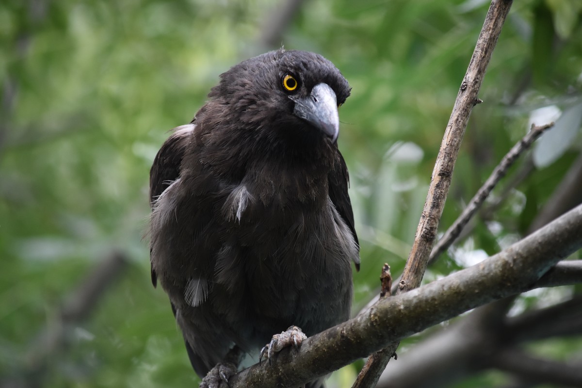 Pied Currawong - Leah Smith