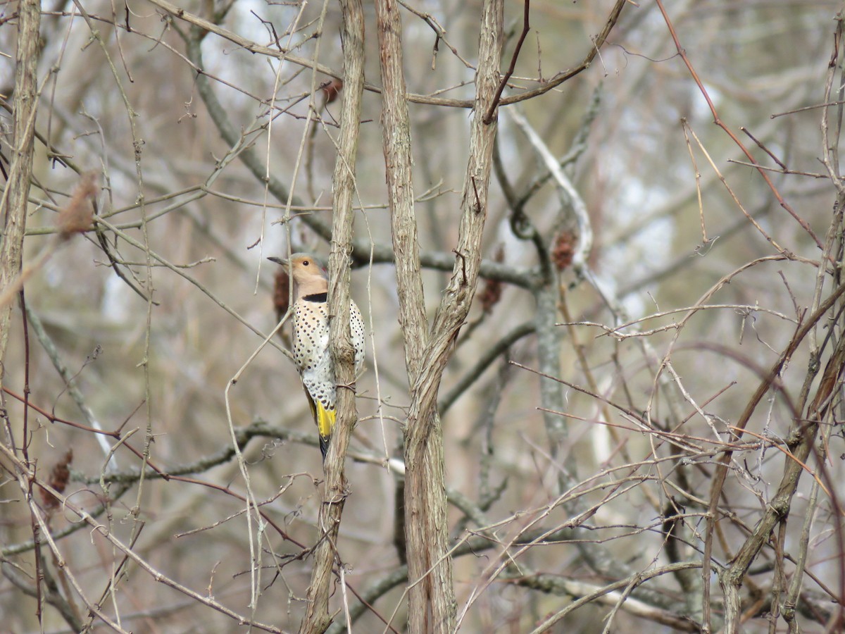 Northern Flicker (Yellow-shafted) - Alec Humann