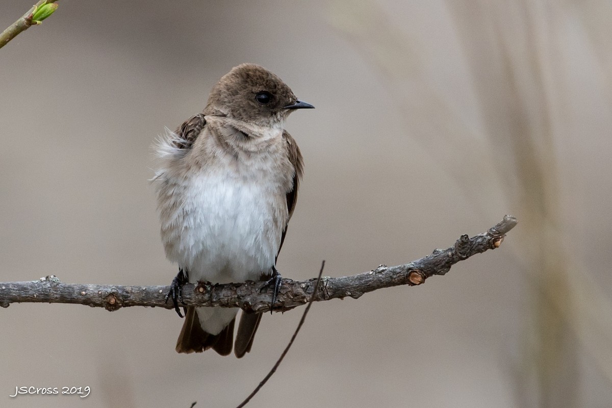 Northern Rough-winged Swallow - Jennifer Cross