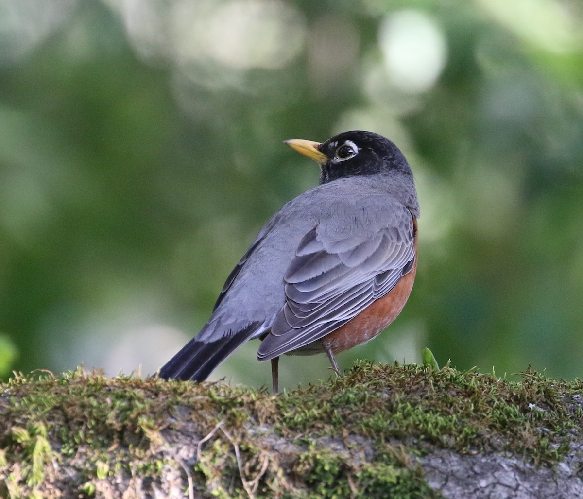 American Robin - Pair of Wing-Nuts