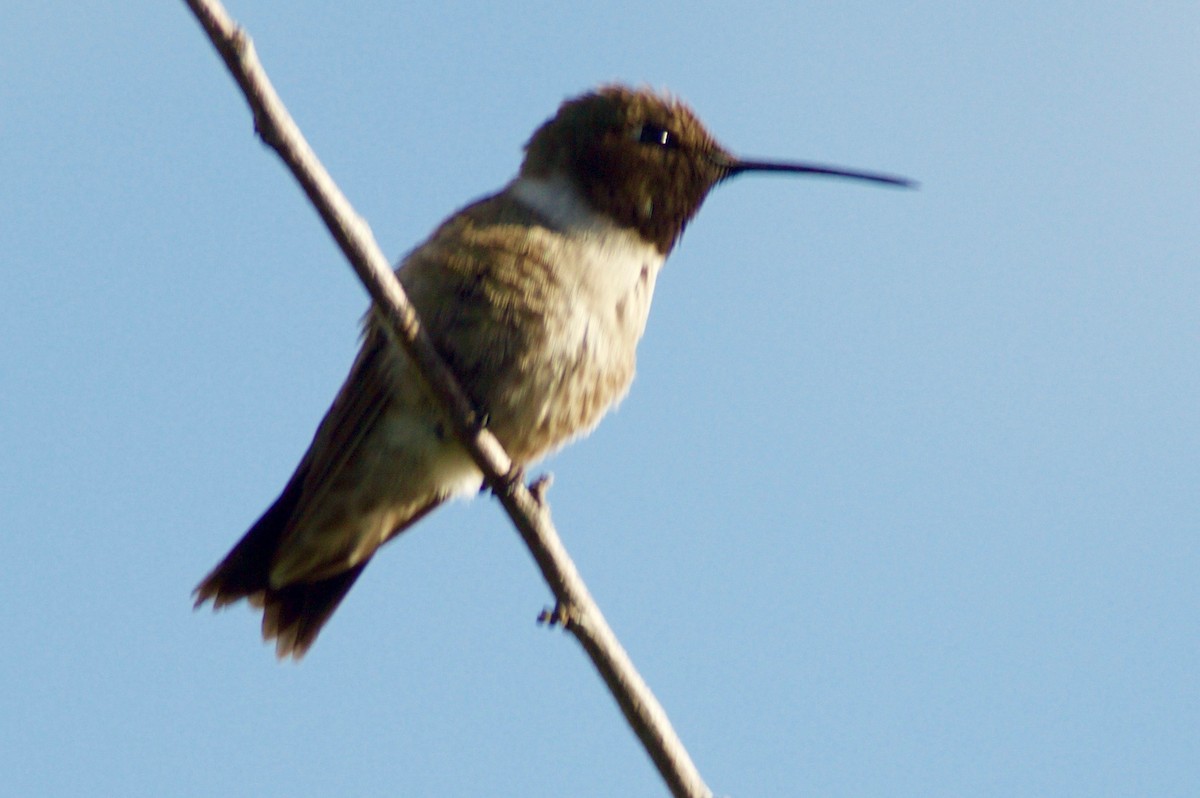 Black-chinned Hummingbird - Gary Friedly