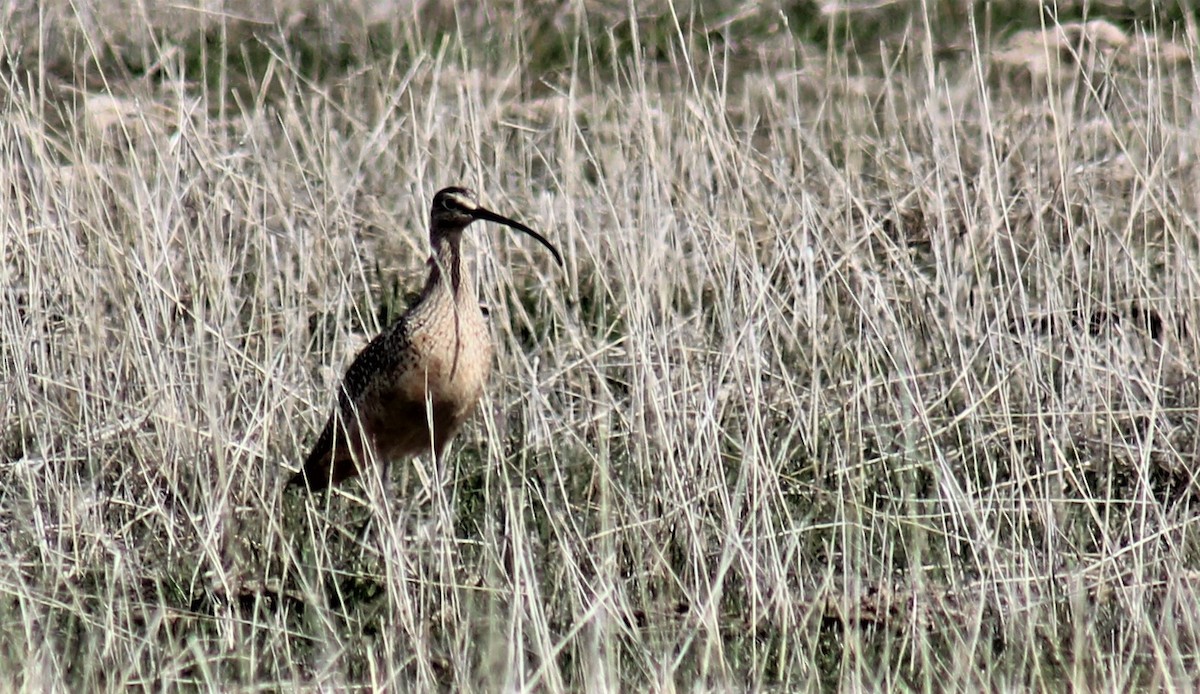 Long-billed Curlew - ML152701681