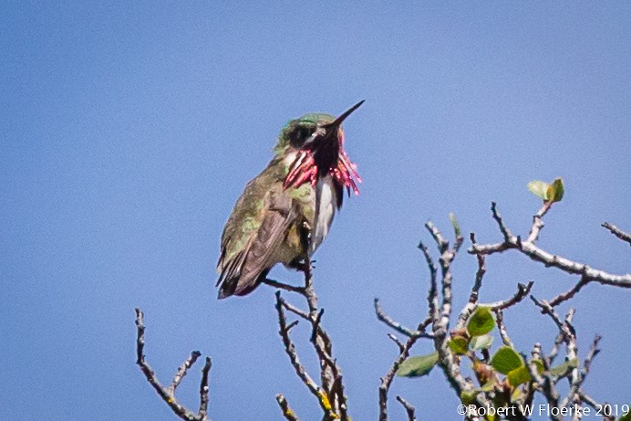 Calliope Hummingbird - Robert Floerke