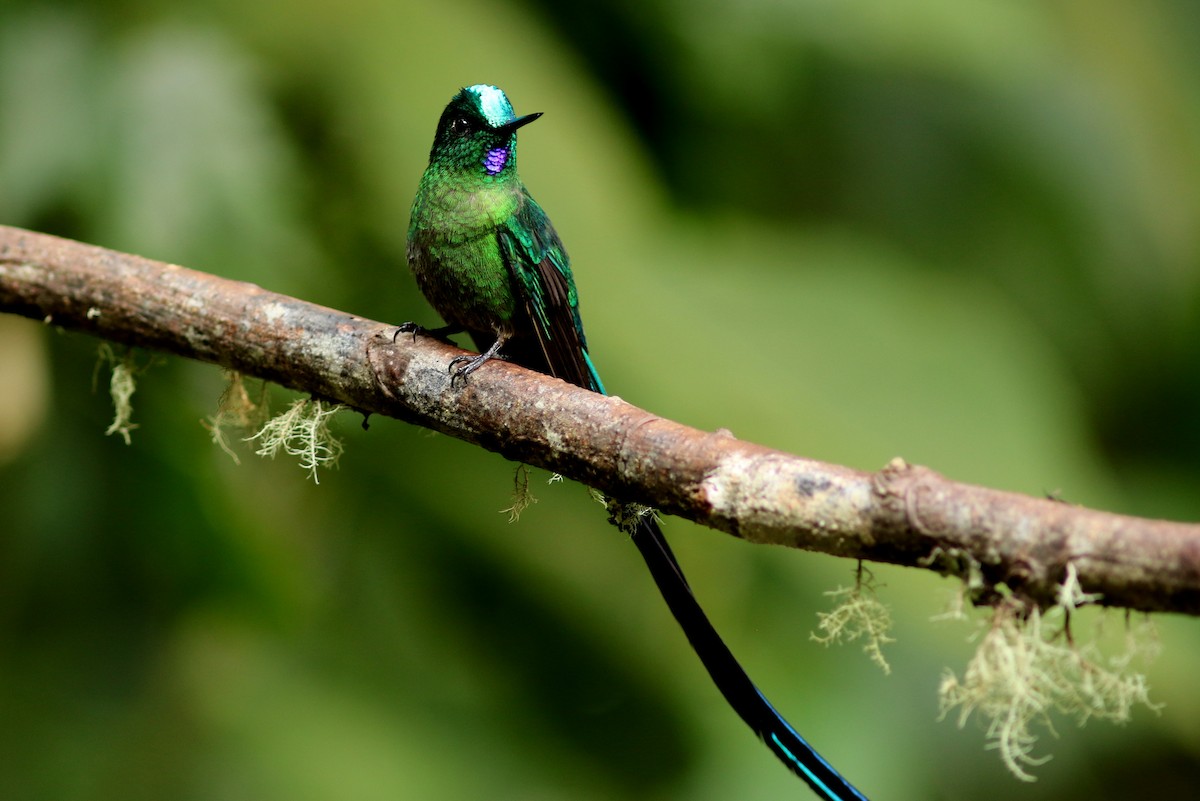 Long-tailed Sylph - george parker