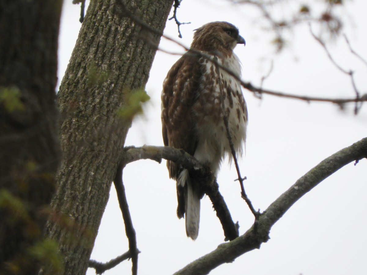 Red-tailed Hawk - Laura Markley