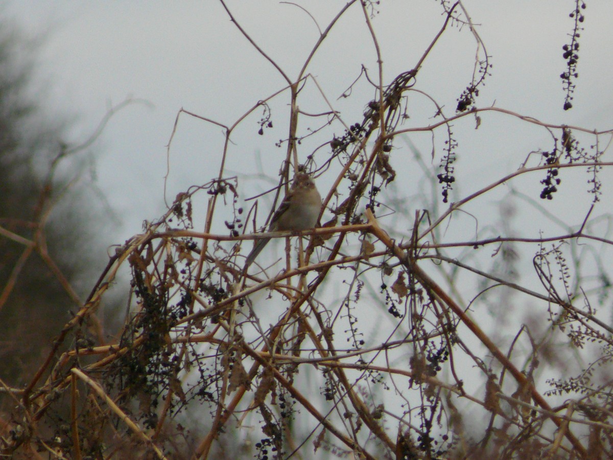 Field Sparrow - Brennan Mulrooney