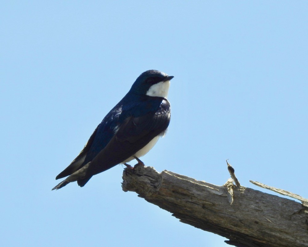 Tree Swallow - Bruce Moorman
