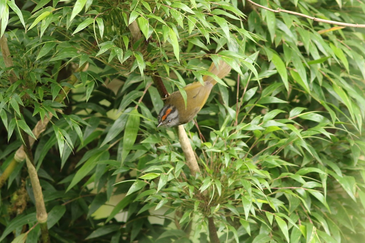 Russet-crowned Warbler - george parker
