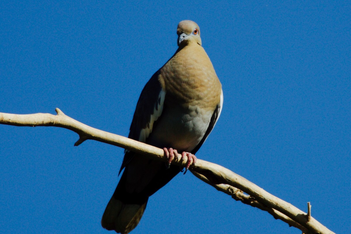White-winged Dove - Gary Friedly