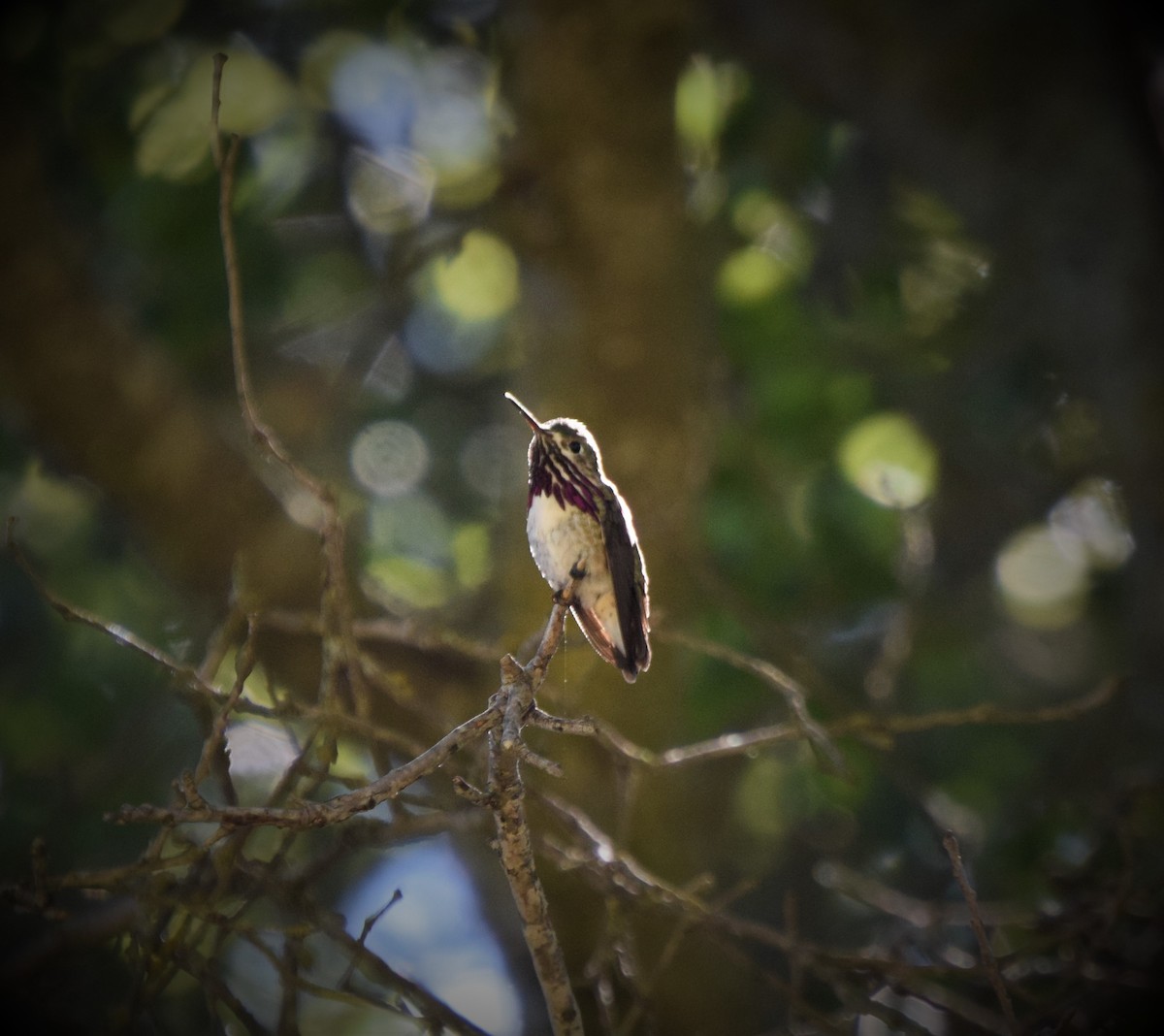 Calliope Hummingbird - Ethan Monk