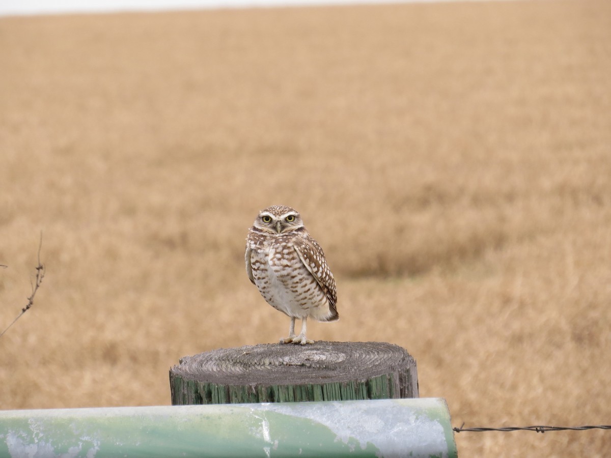 Burrowing Owl - Kenneth Bader
