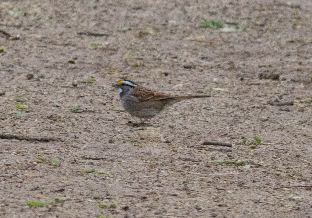 White-throated Sparrow - ML152706891