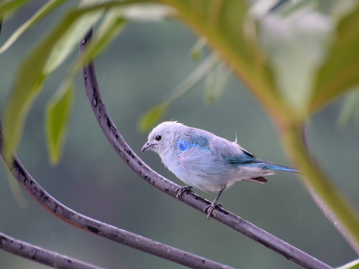 Blue-gray Tanager - ML152706961